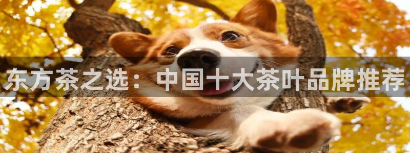 鸿运国际平台平