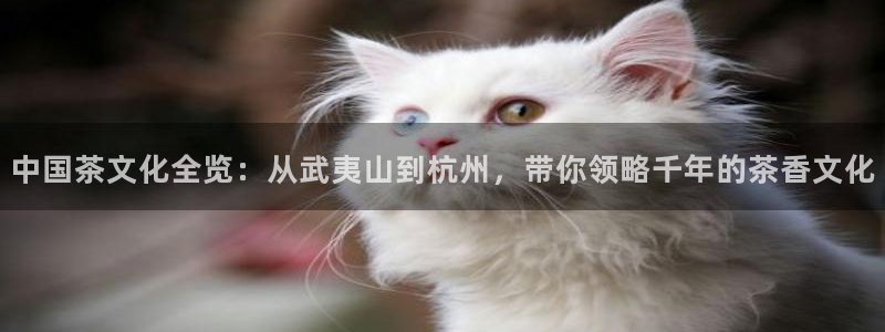 鸿运交易平台app