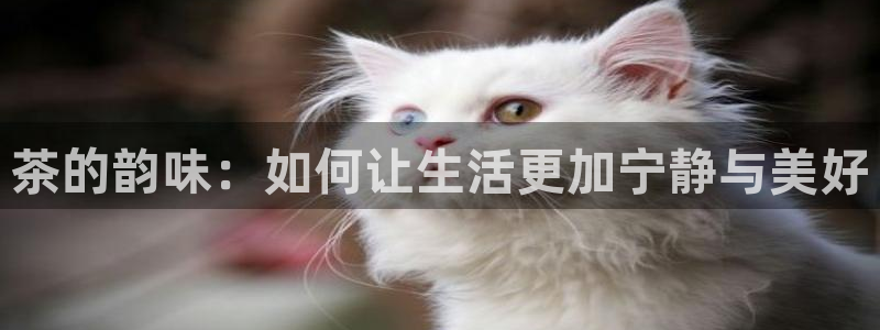 琥珀鸿运是啥平台