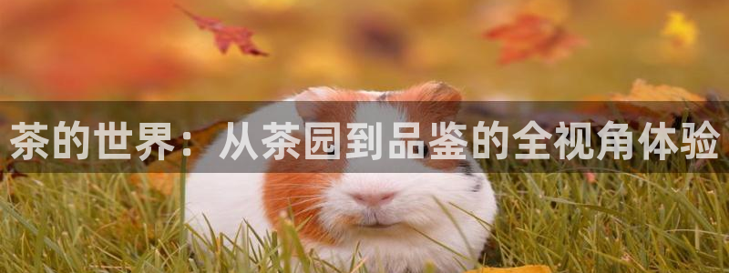 鸿运彩票平台官网