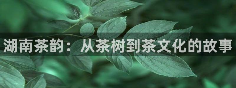 鸿运合拍字画拍卖平台