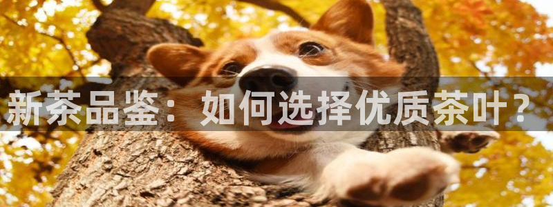 琥珀鸿运是个国际平台吗