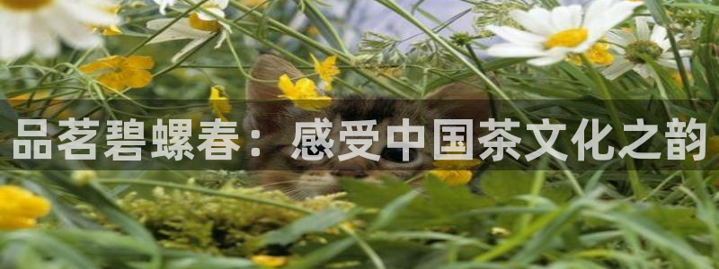 鸿运网上娱乐平台