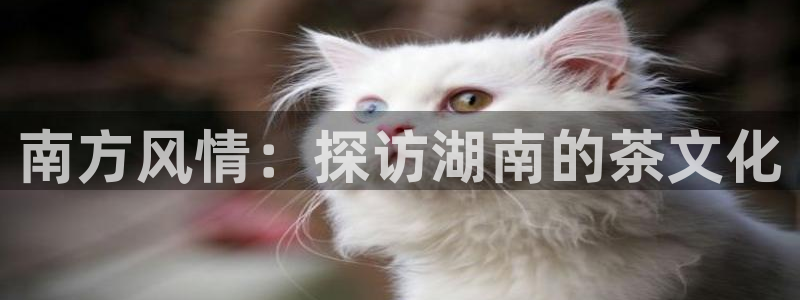 鸿运公司有哪些平台