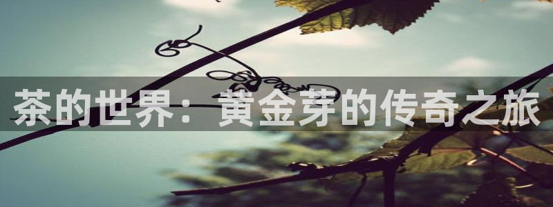 鸿运平台投资诈骗事件