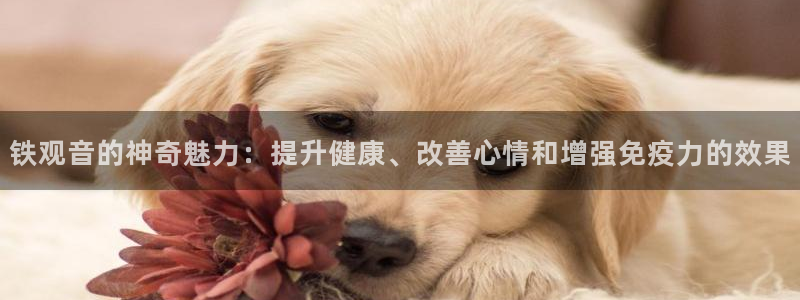 鸿运赌场开户平台