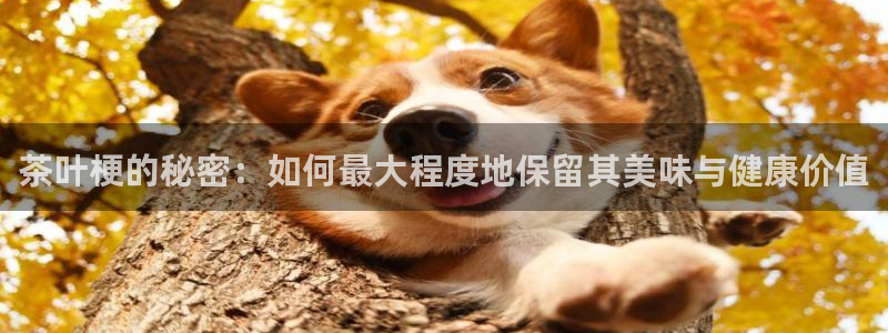 鸿运最新平台下载